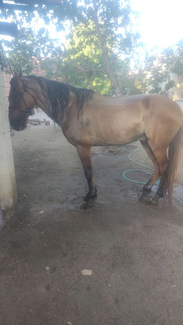 Cavalo marchador  - Foto 3