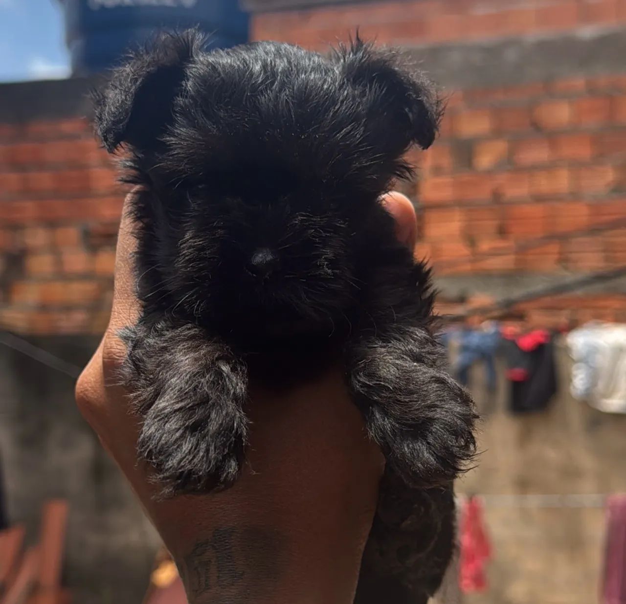Filhote de lhasa apso