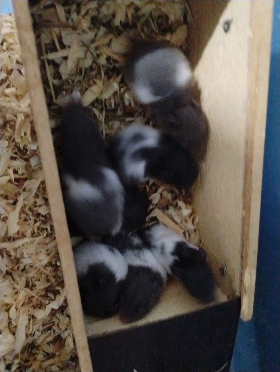 Hamster sírio  - Foto 3