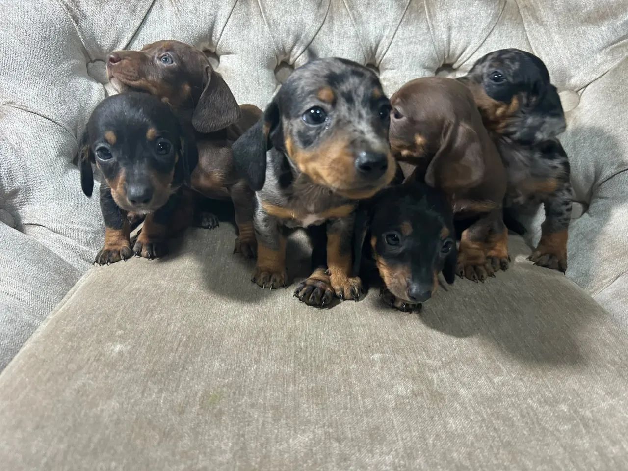 Dachshund / salsichinha / teckel