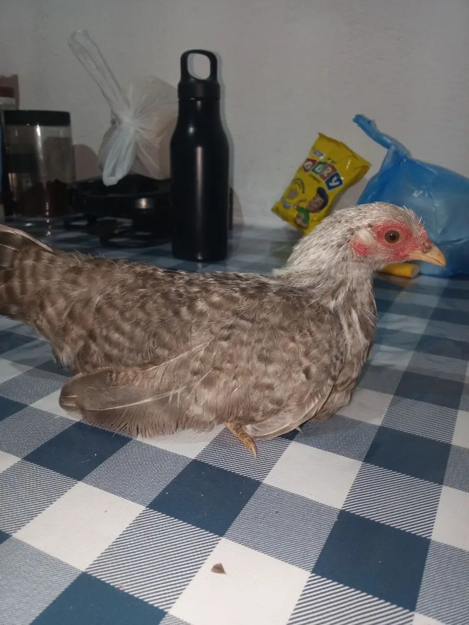 Galinha garnize  - Foto 6