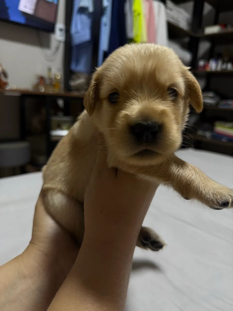 Golden retriever - Foto 2
