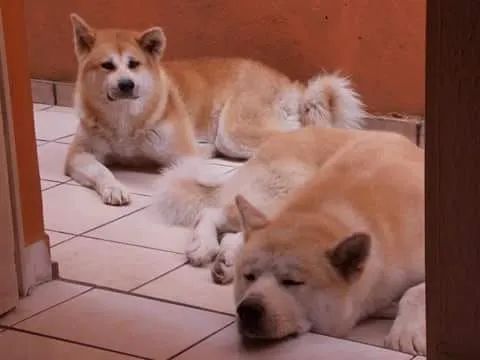 Akita Inu  - Foto 4