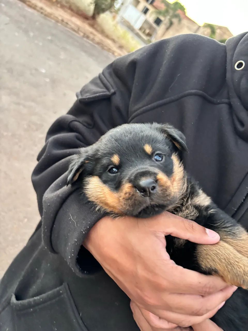 rottweiler  - Foto 3