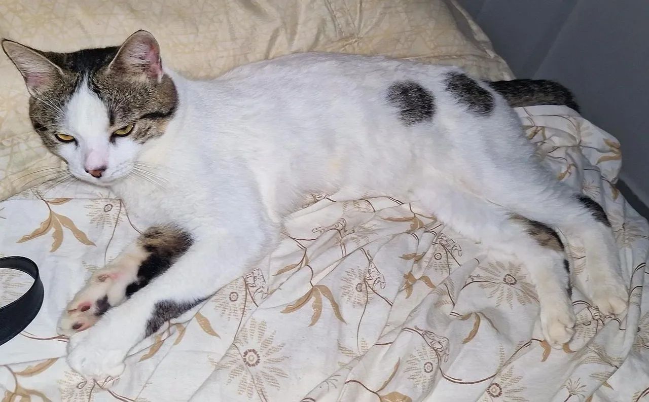 Adoção de pet - Foto 2