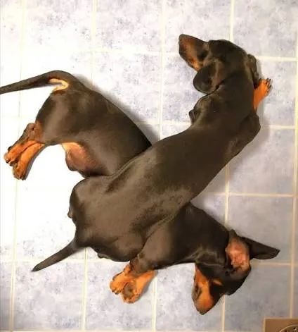 Doação de Salsicha - Foto 2