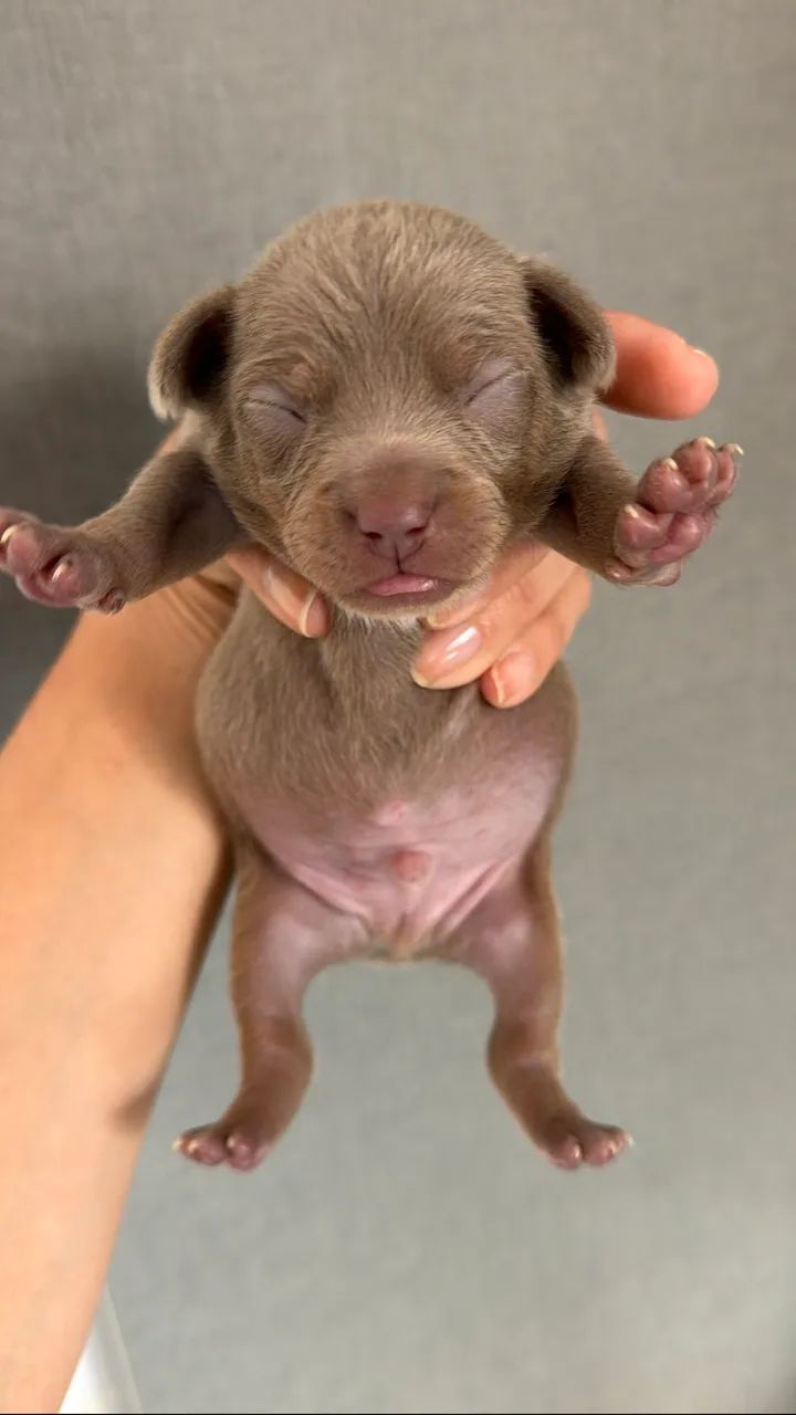 Pinscher Zero - Foto 4