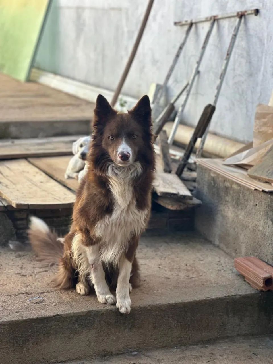 Border collie MACHO - Foto 5