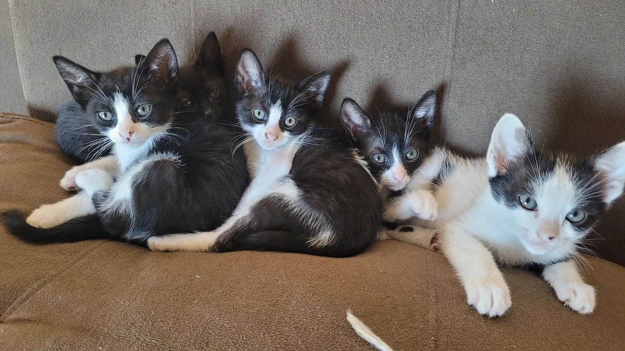 Gatinhos - Foto 2