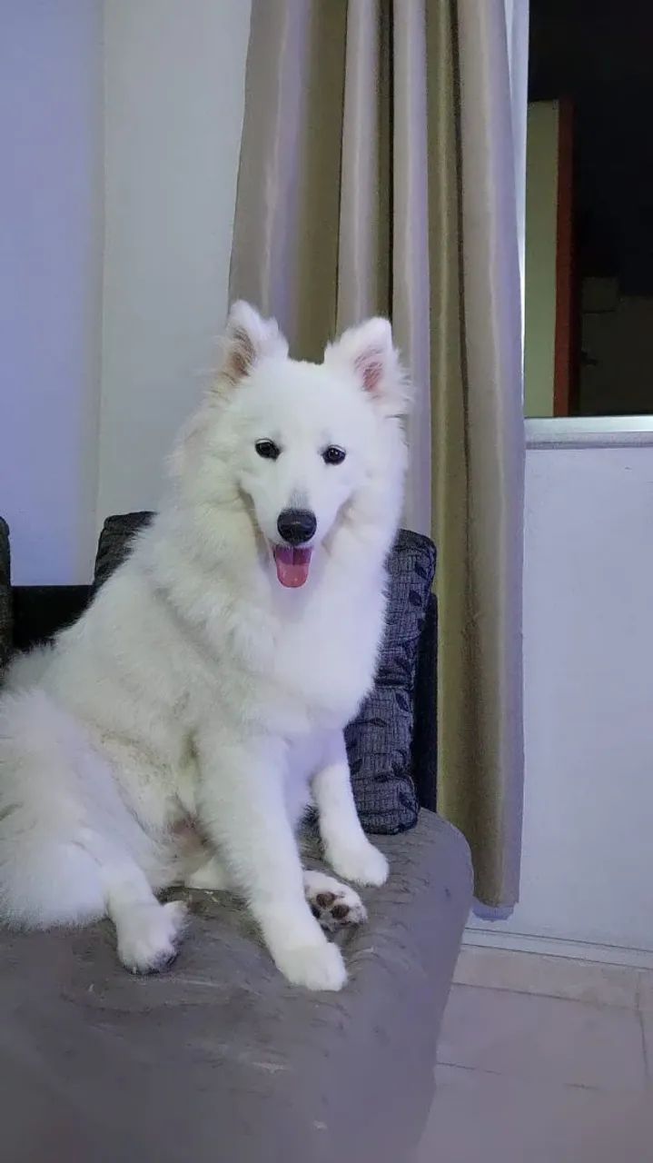 Procuro um cachorro macho da mesma raça pra minha cachorrinha  - Foto 3