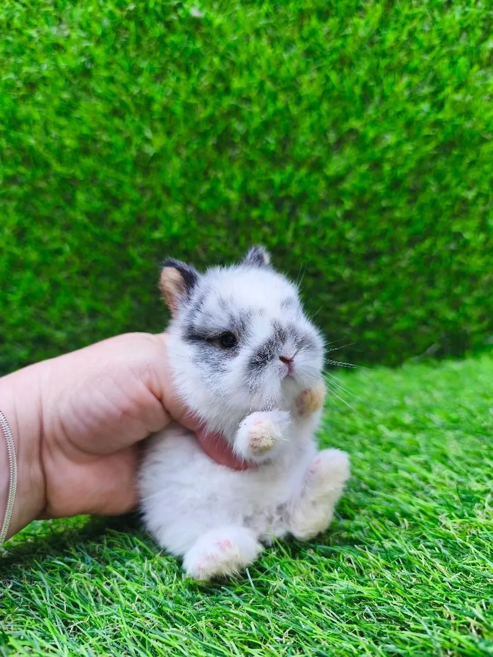 Coelho anão (Netherland Dwarf) - Foto 5