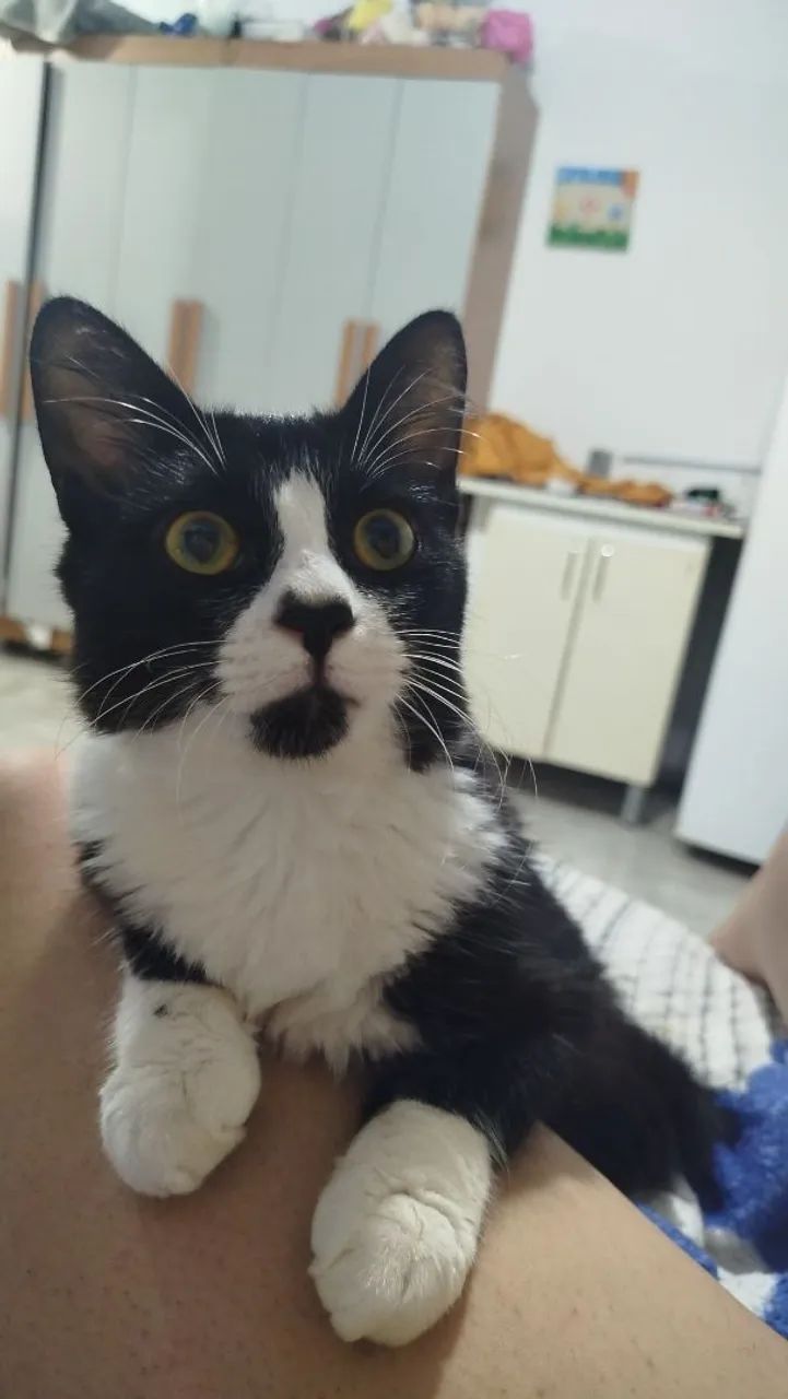 Adoção de gatinhos  - Foto 6