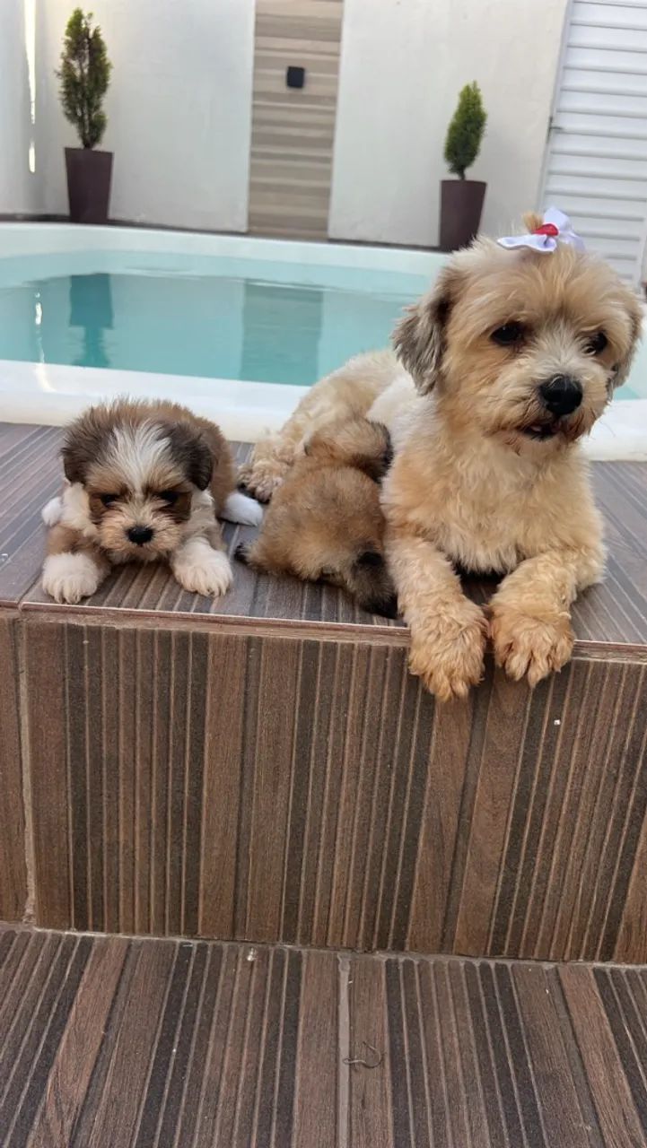 Filhotes lhasa apso - Foto 3