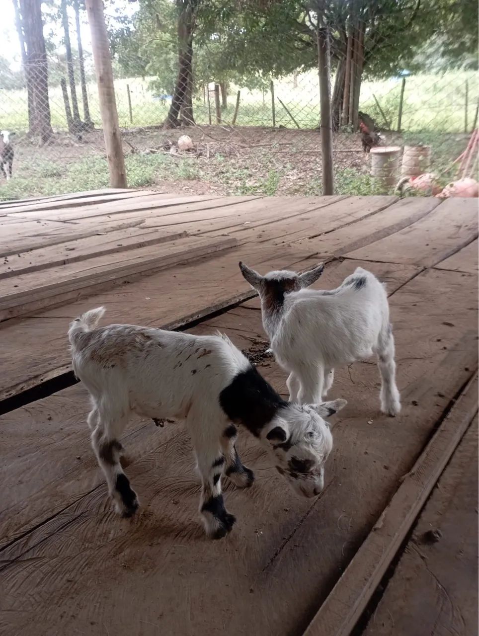 Mini cabritinho pigmeu macho/ mini cabra/ mini bode - Foto 4