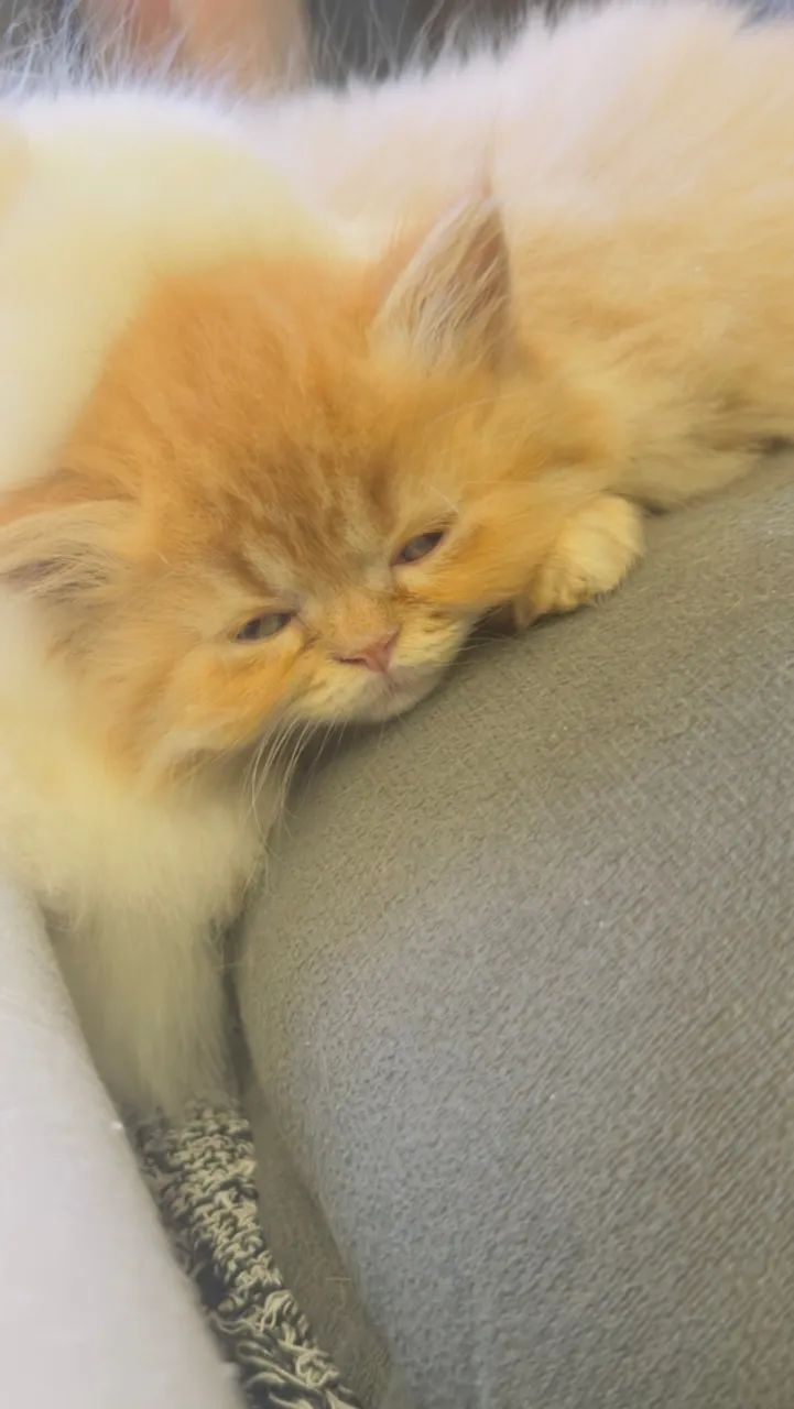 Gatos persa - Foto 4