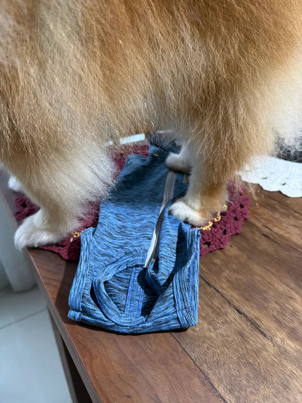 Bory cirúrgico para cão macho