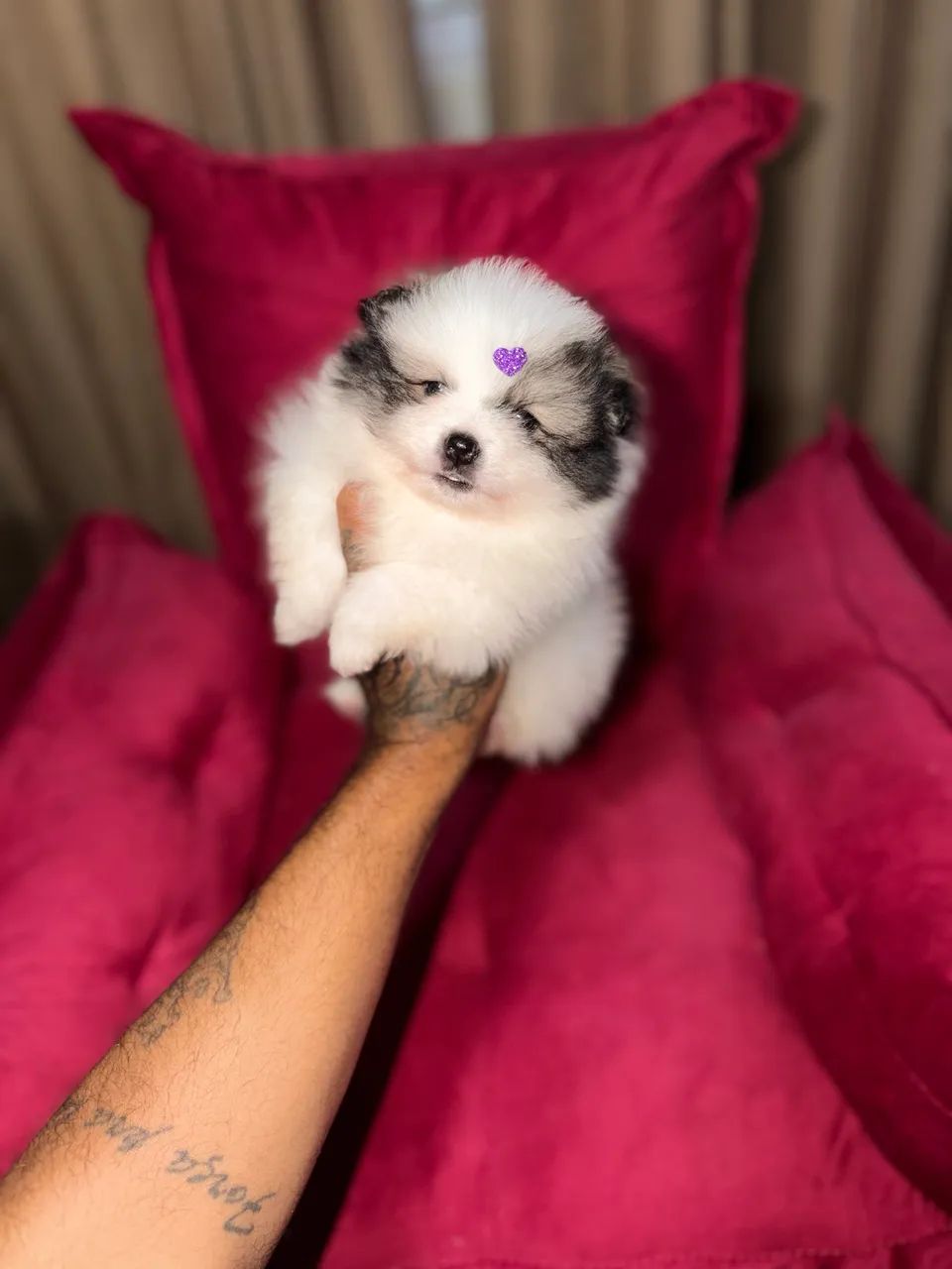 Spitz alemão anão  - Foto 3