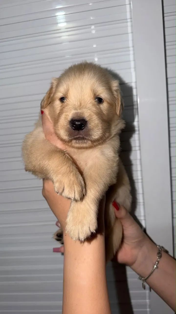 FILHOTE GOLDEN RETRIVER  - Foto 2