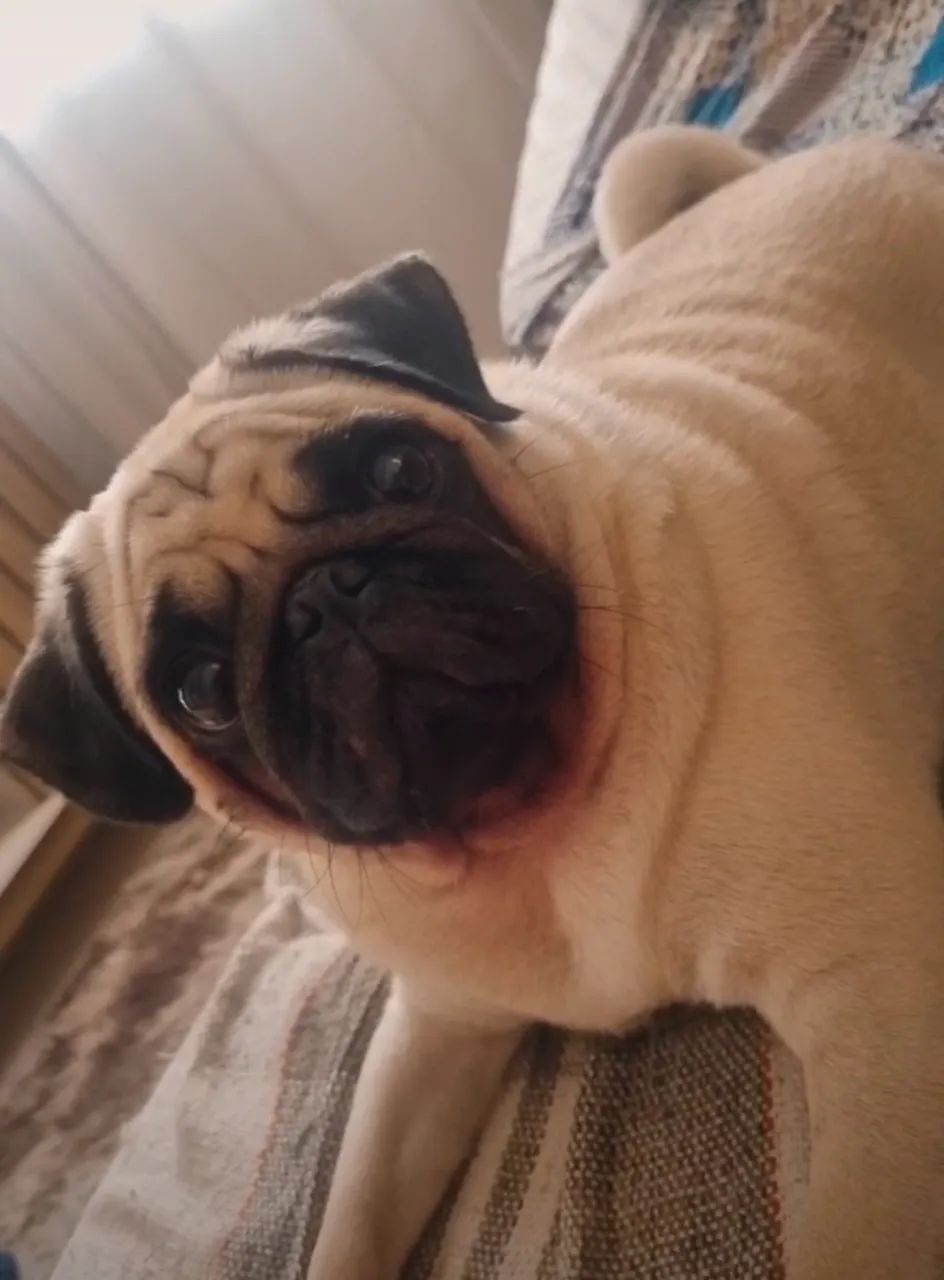 Pug macho - Foto 4