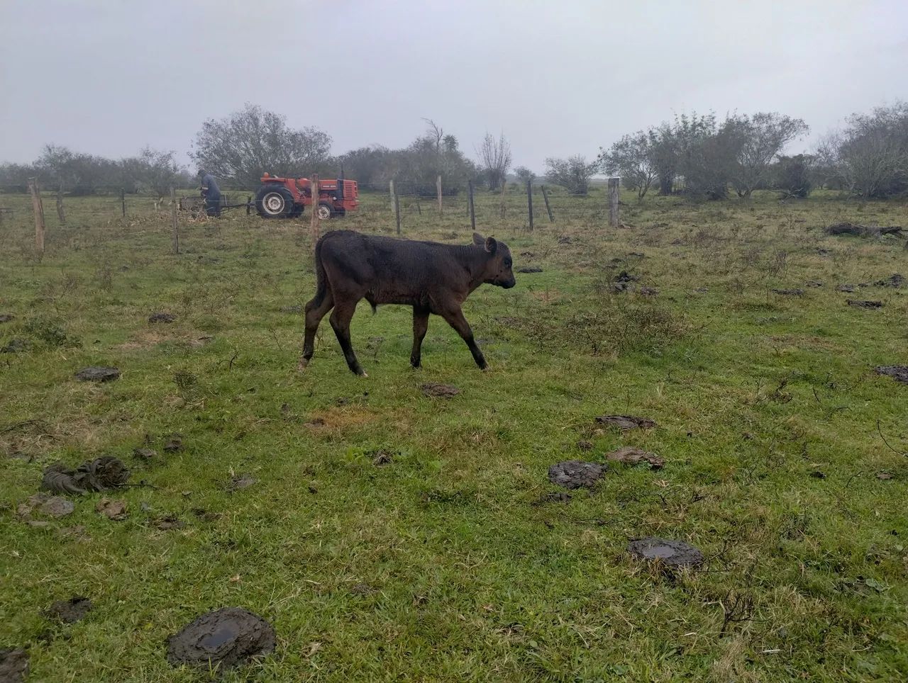Vaca com cria - Foto 3