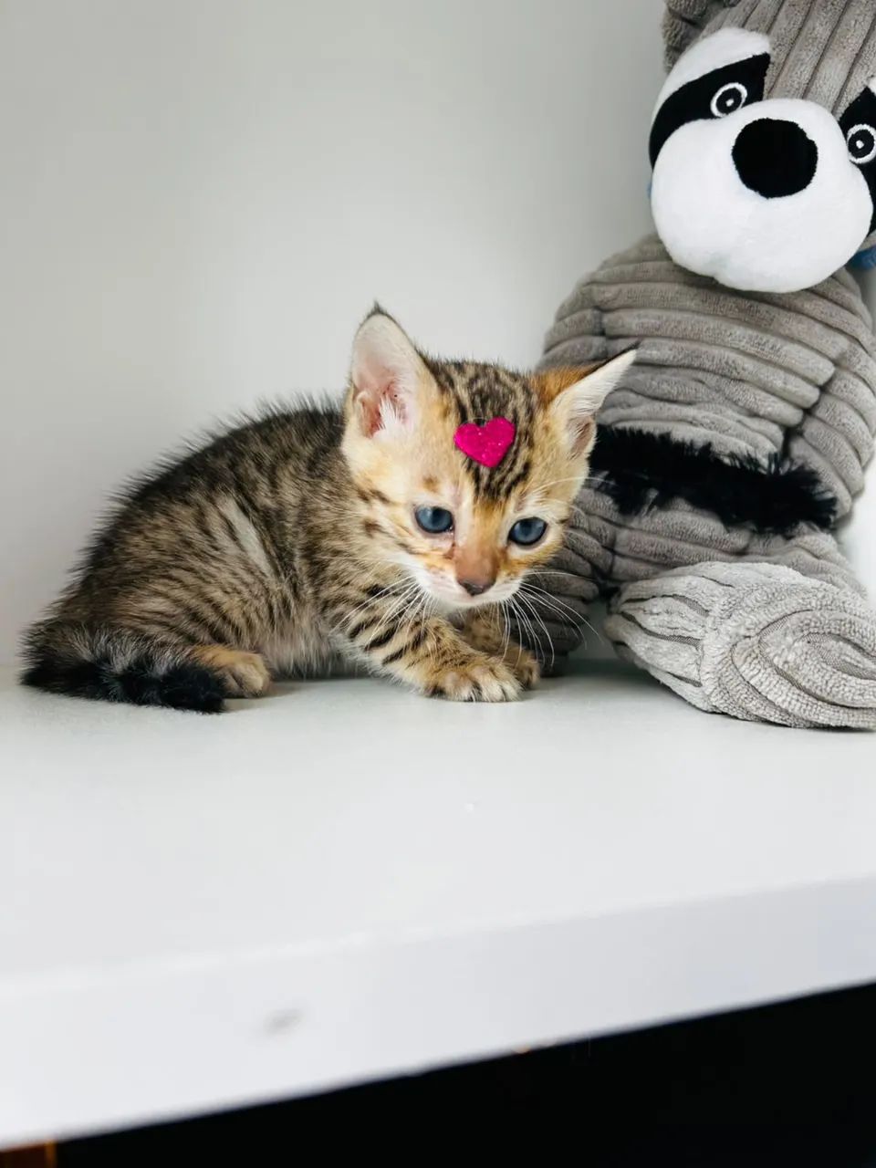 Bengal  - Foto 4