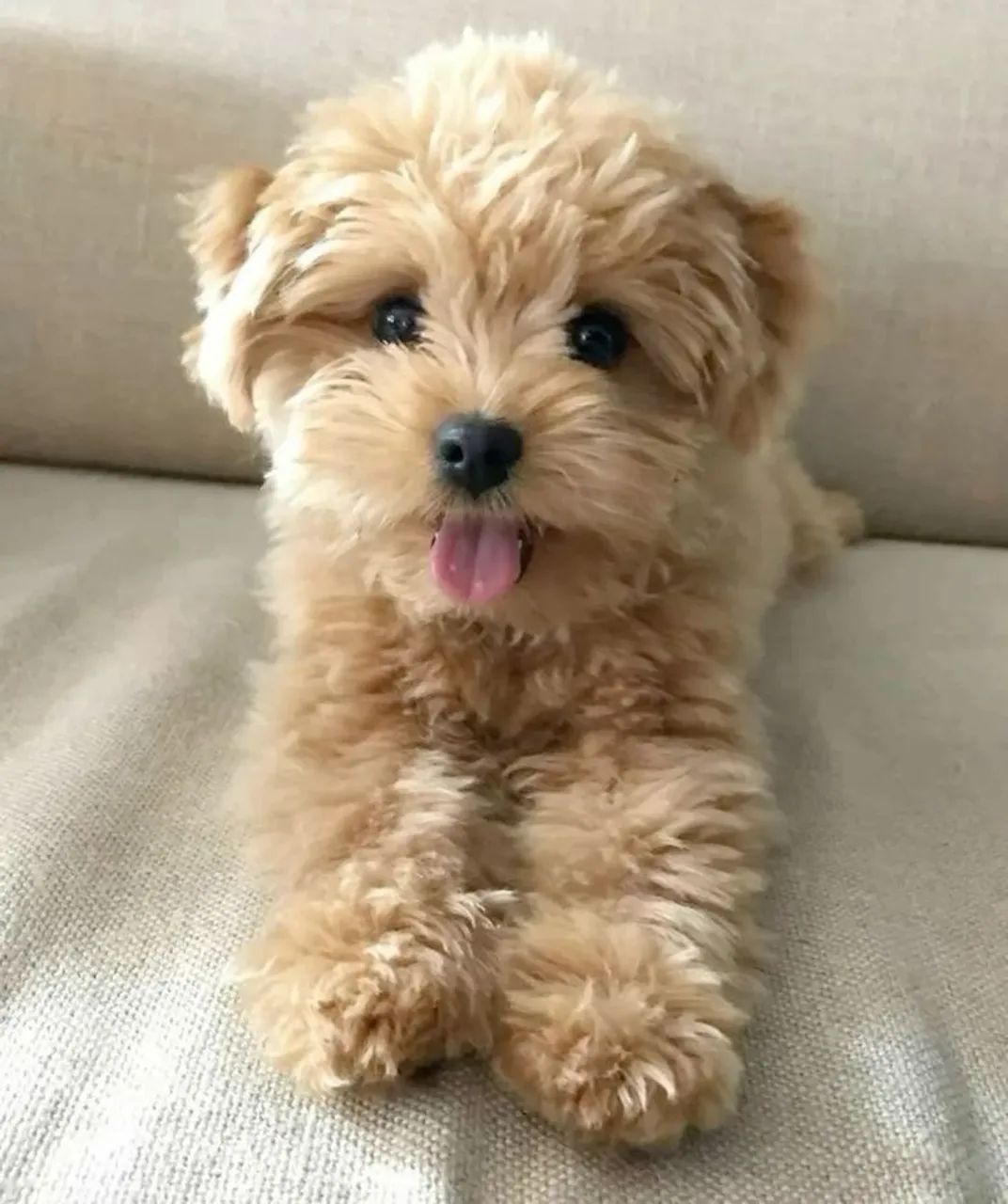 Filhotes de Poodle!!! 