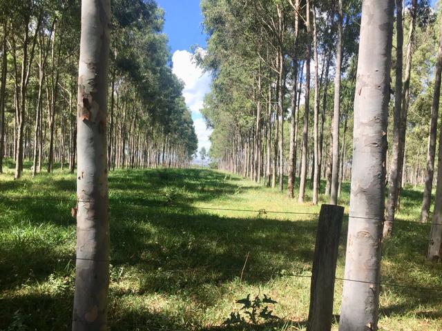 Fazenda em Frutal Minas Gerais Triângulo Mineiro - Foto 20