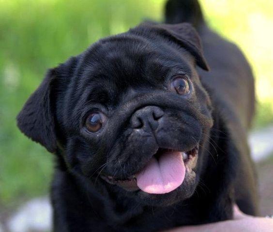 Pug Lindos filhotes a pronta entrega, 15 anos de trabalho - Foto 2