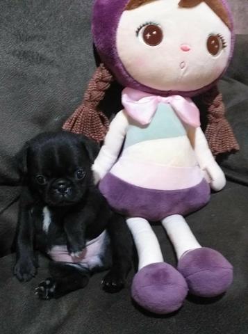 Vendo linda filhotes de Pug