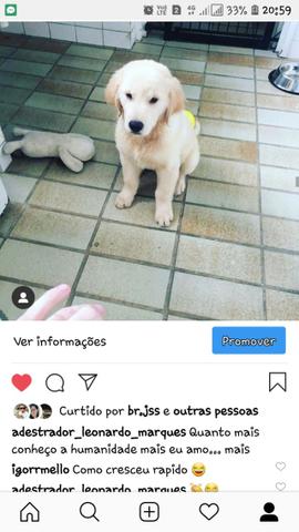 Adestrador de caes - Foto 3