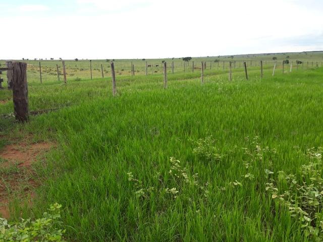 Fazenda 4000 hectares - Foto 2