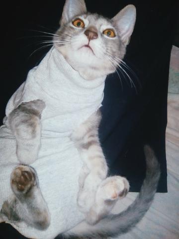 Gata doação - Foto 3