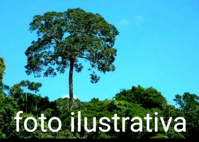 Fazenda com 3.000 hectares no Amazonas, município de Itapiranga