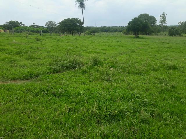 Fazenda 76 alqueires Município de Gurupi-TO - Foto 2
