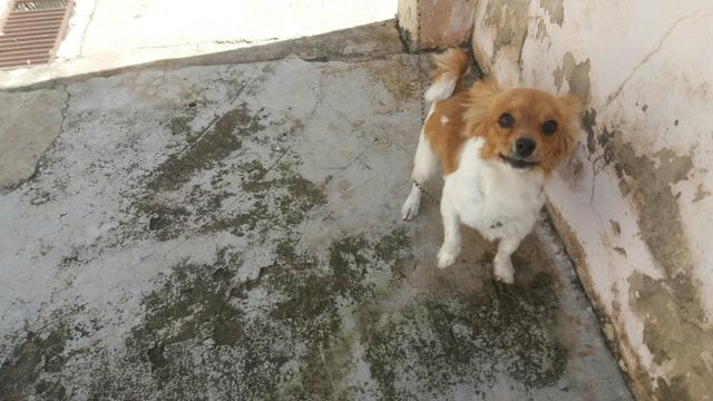 Chihuahua pelo longo macho