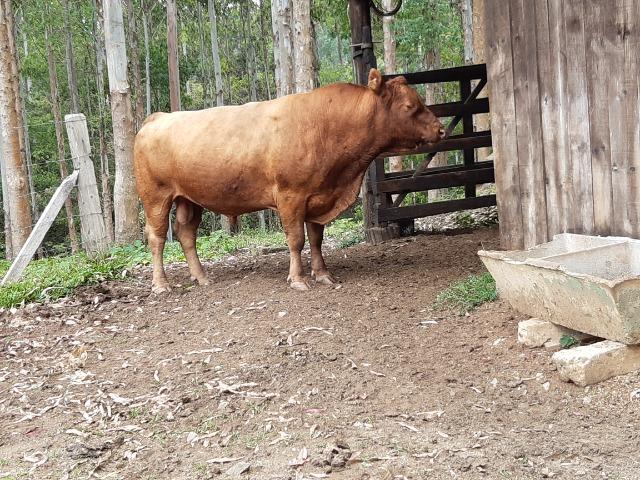 Touro red angus adulto - Foto 3