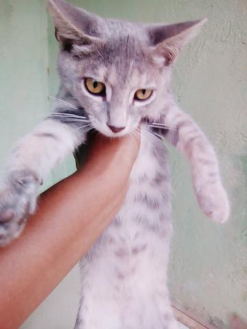 Gata doação