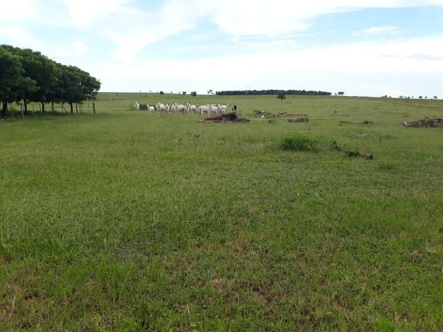 Fazenda 4000 hectares