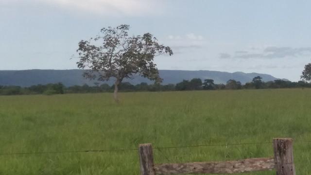 (Fazenda com 297ha em Mato Grosso) no município de Alto Paraguai(MT-409 KM35) - Foto 20
