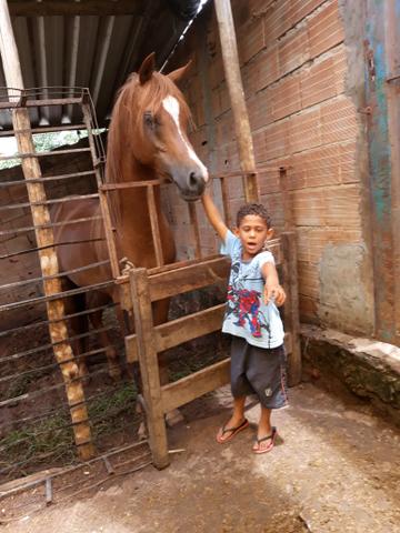 Garanhão árabe 4anos e 6 meses