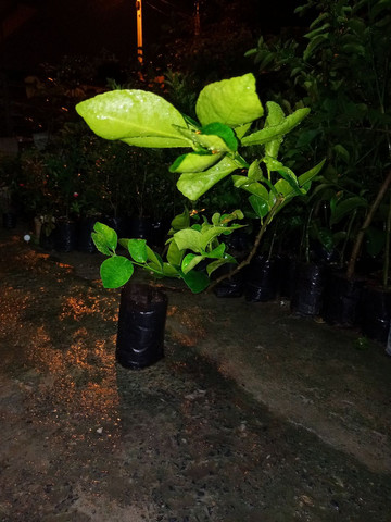 Jarros de ceramica alporquias de frutiferas e jasmim - Foto 2