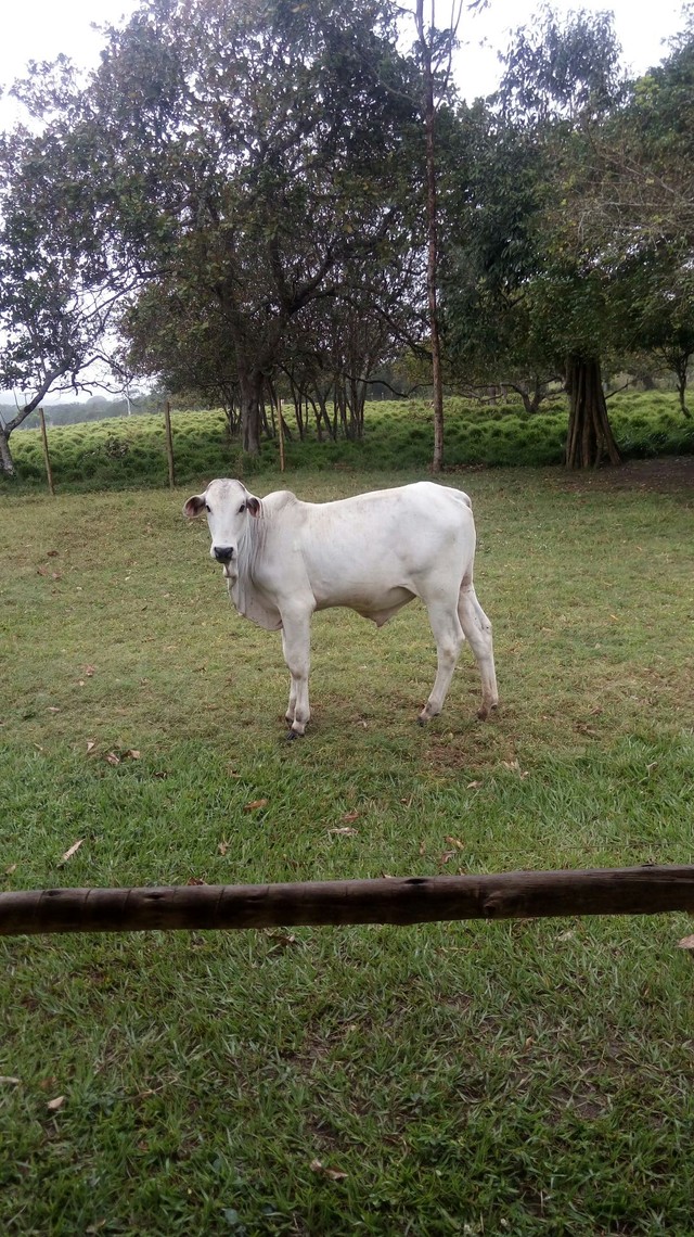 Vendo bezerro nelore pó 