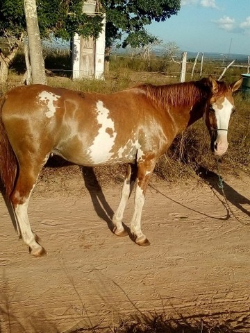 Cavalo 