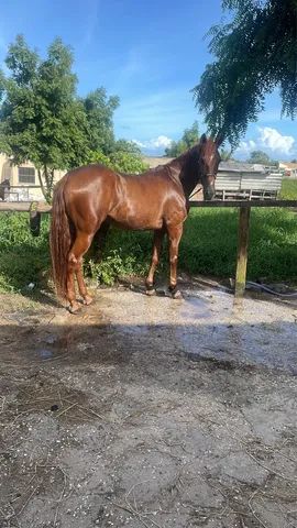 Cavalo de esteira - Cavalos e acessórios - Boca da Mata 1256655255