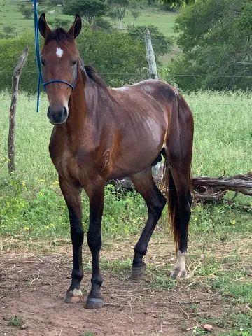 Potro MM - Mulato da Pedra Ferrada