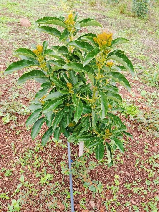 Terreno com vegetação nativa em área rural - Foto 9