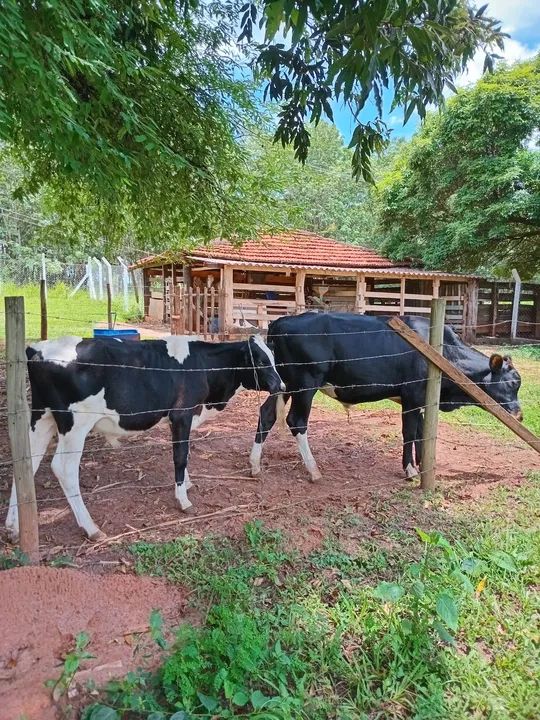 Vendo 2 bezerros machos - Foto 6