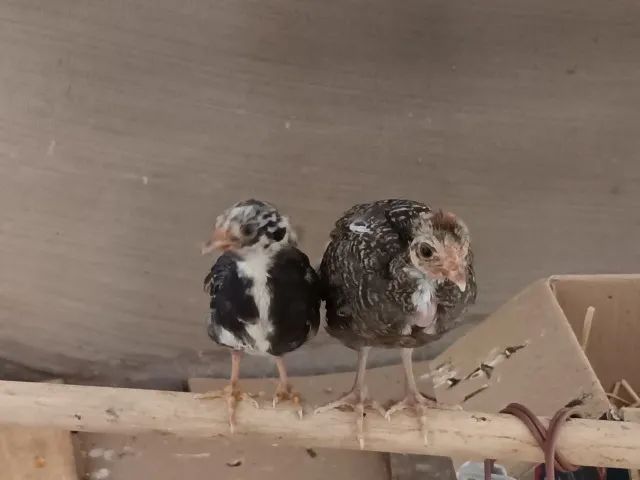 MINI GARNIZÉ  - Foto 5