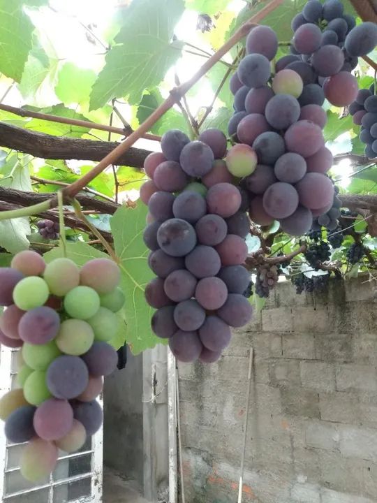 Mudas de uvas  - Foto 4