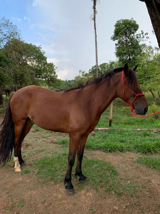 Cavalo machador, castrado  - Foto 2